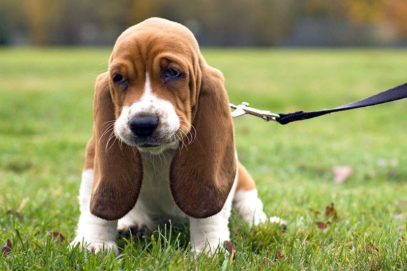 Basset Hound