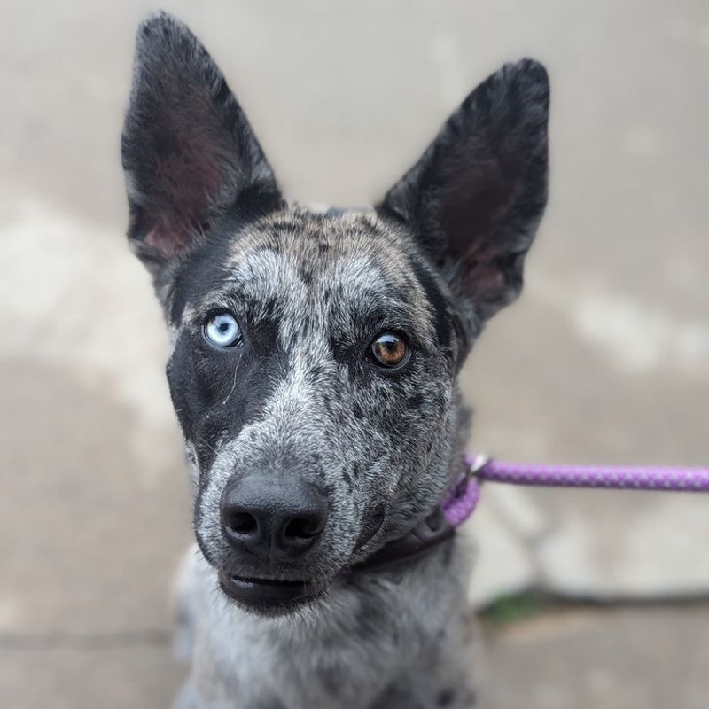 Catahoula Leopard Dog