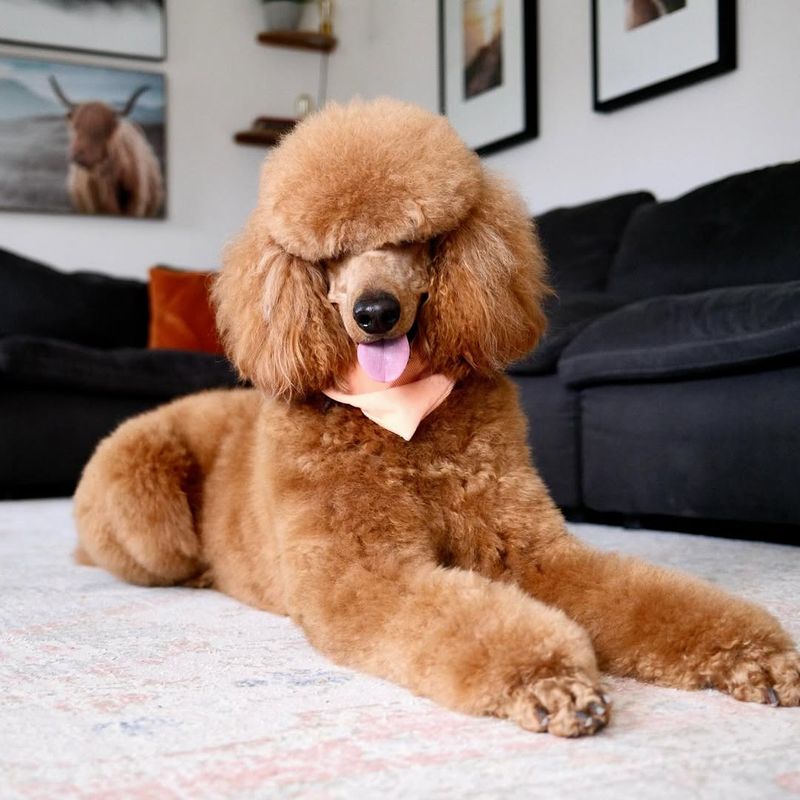 Poodle