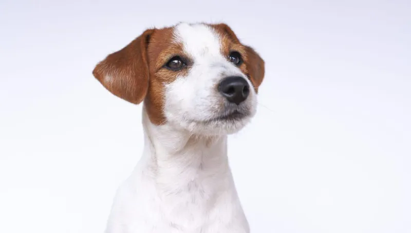 Jack Russell Terrier