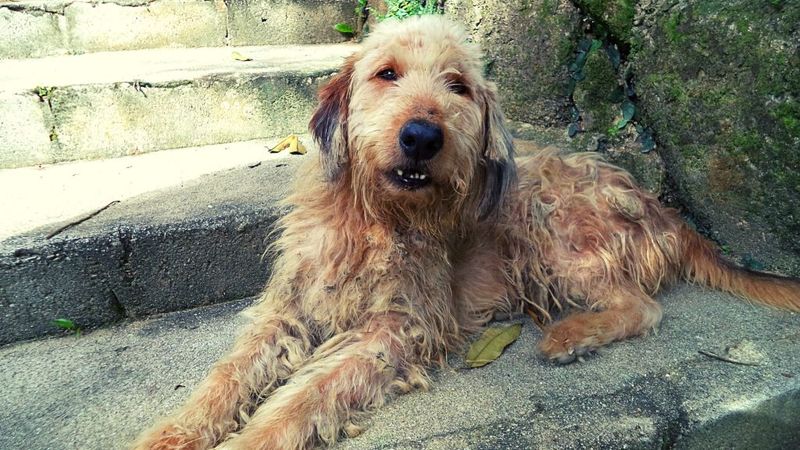 Otterhound