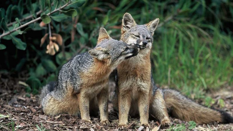 Island Fox
