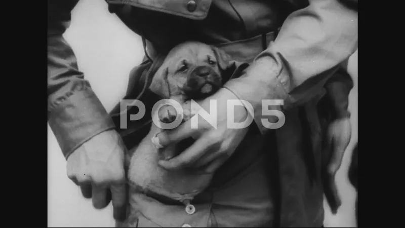 Paratrooper Dogs