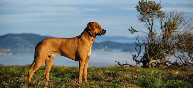 14 Things You Should Know Before Making a Rhodesian Ridgeback Your ...