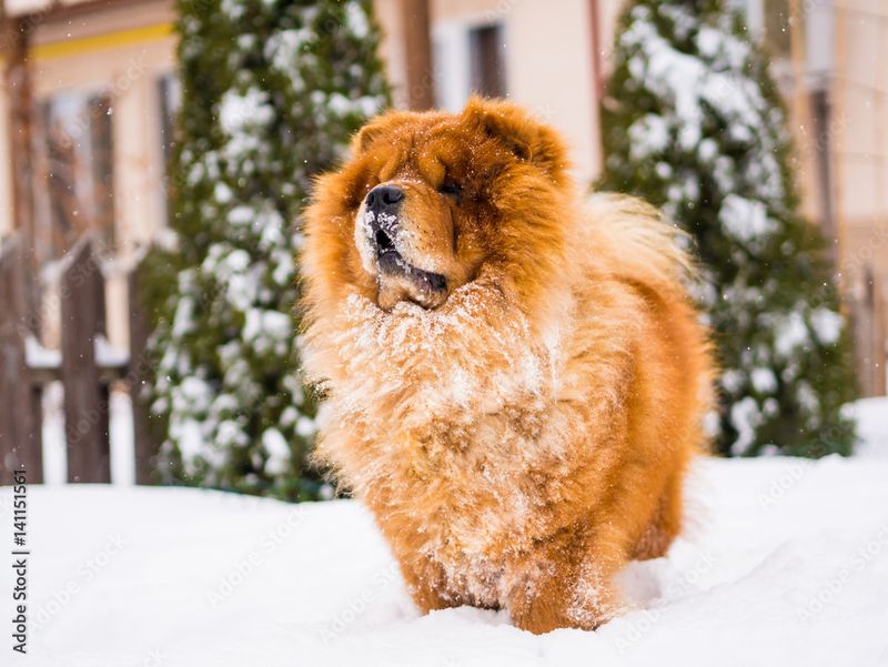 Chow Chow