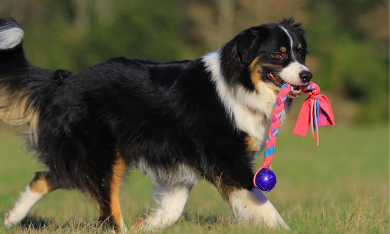 Australian Shepherd