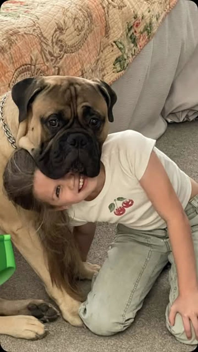 Bullmastiff