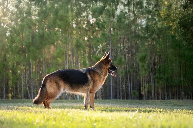 German Shepherd