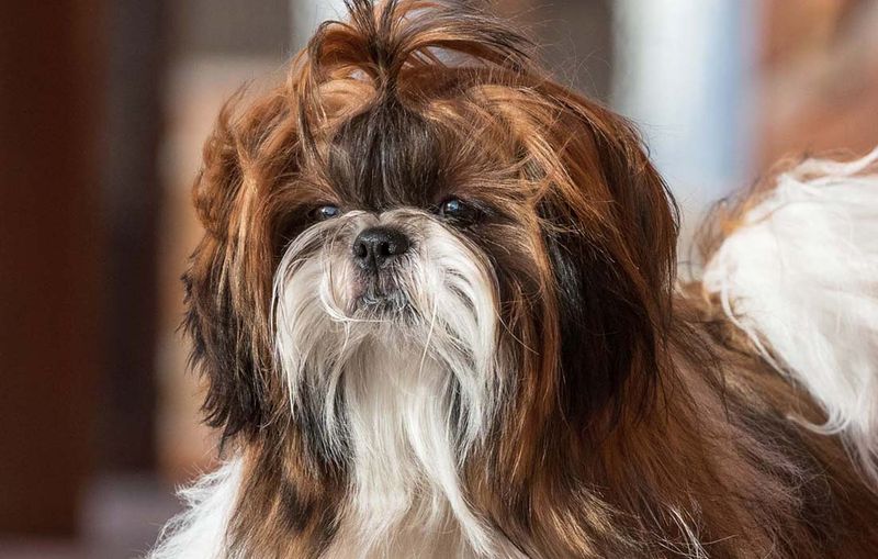 Shih Tzu