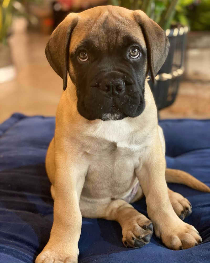 Bullmastiff