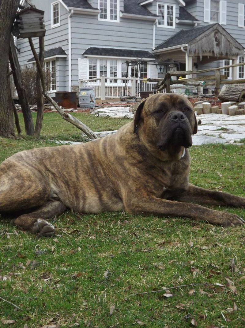 Bullmastiff