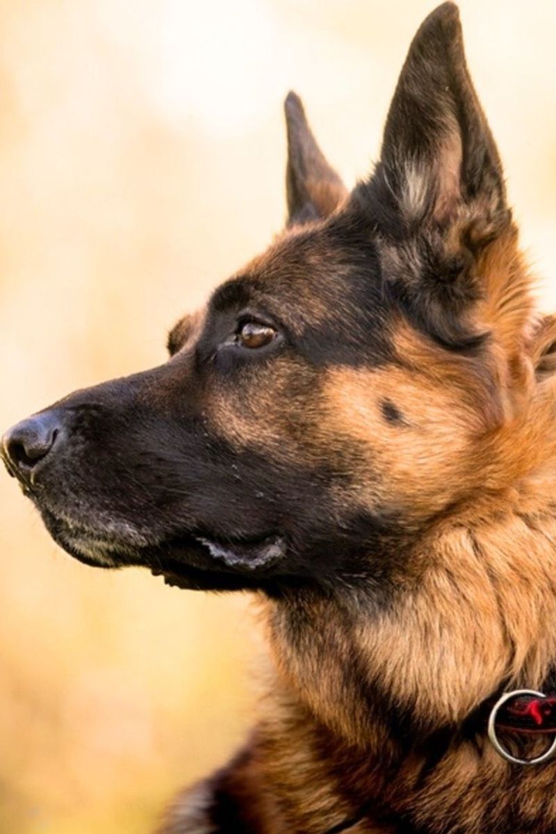 German Shepherd