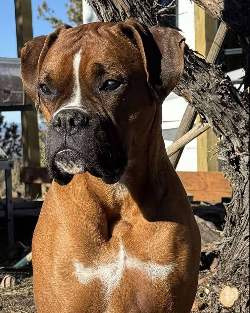 Boxer
