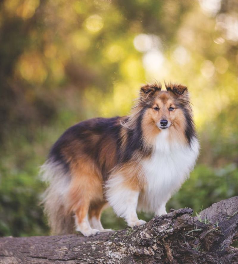 Shetland Sheepdog
