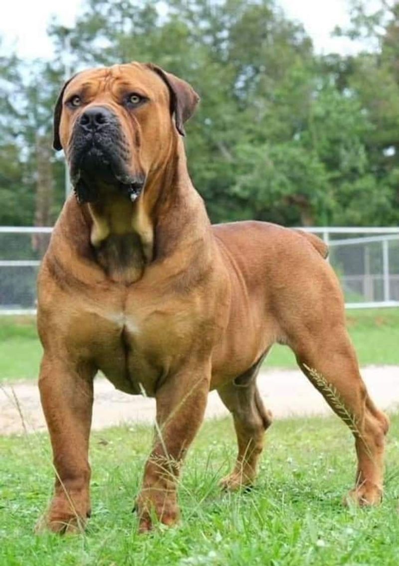 Bullmastiff