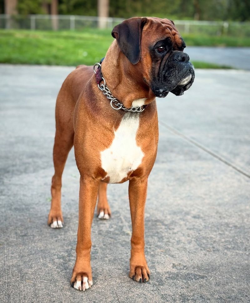 Boxer