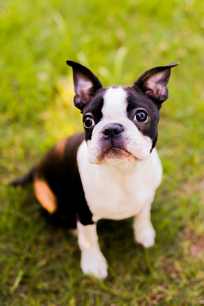 Boston Terrier - Maine