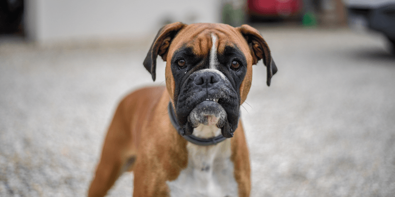Boxer