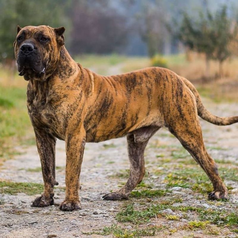 Presa Canario