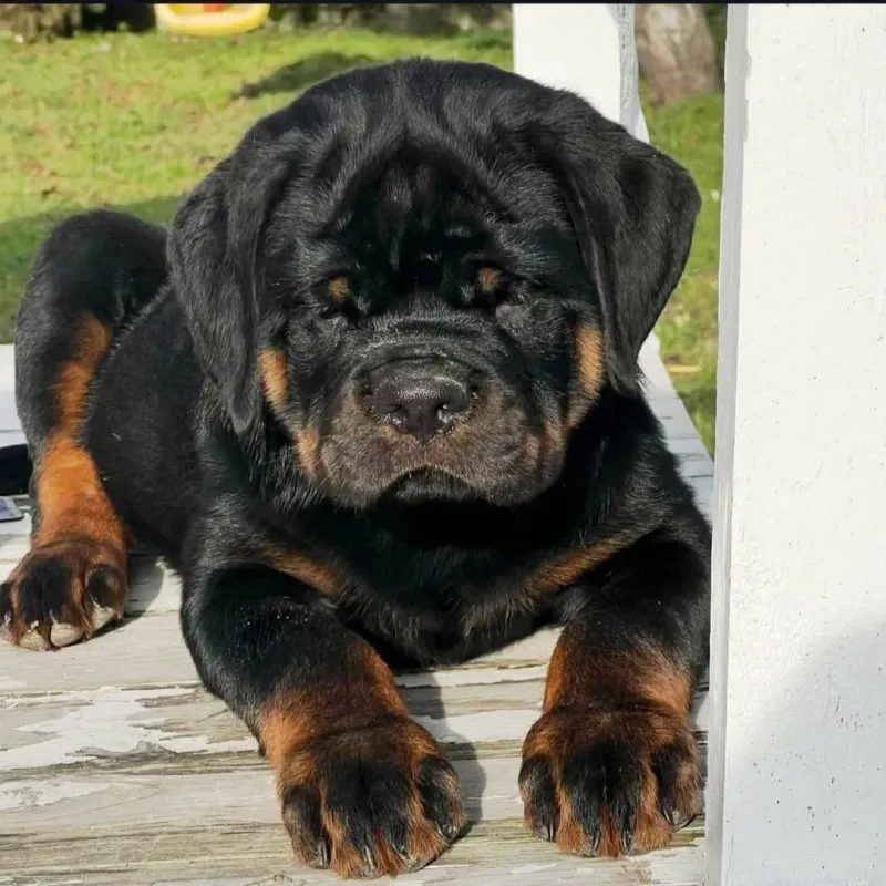 Rottweiler