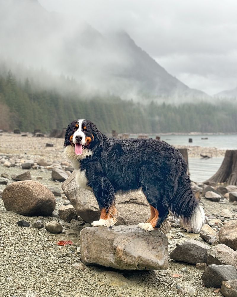Bernese Mountain Dog
