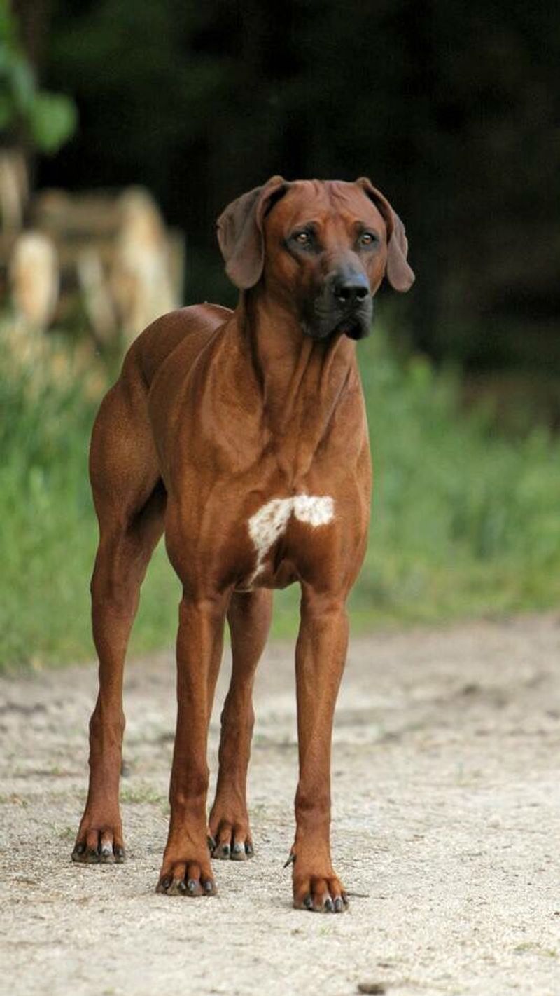 Rhodesian Ridgeback