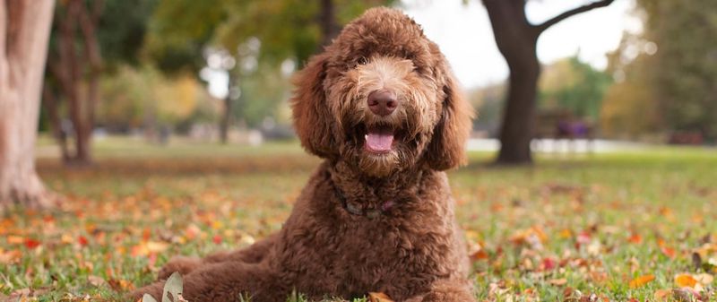 Labradoodle