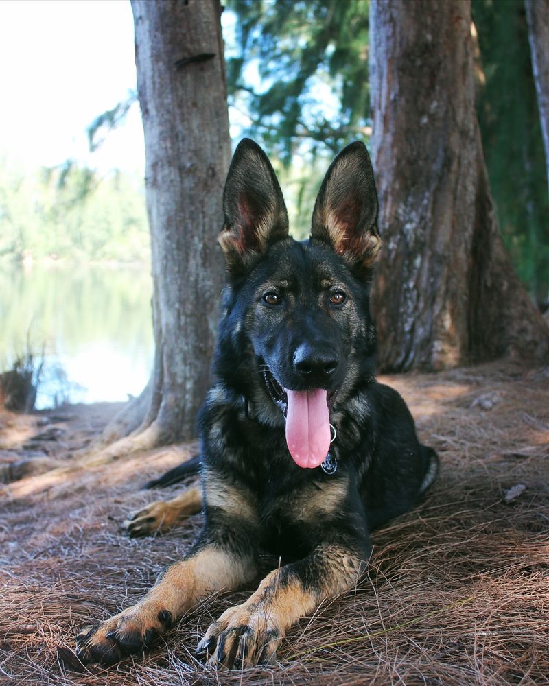 Sable German Shepherd
