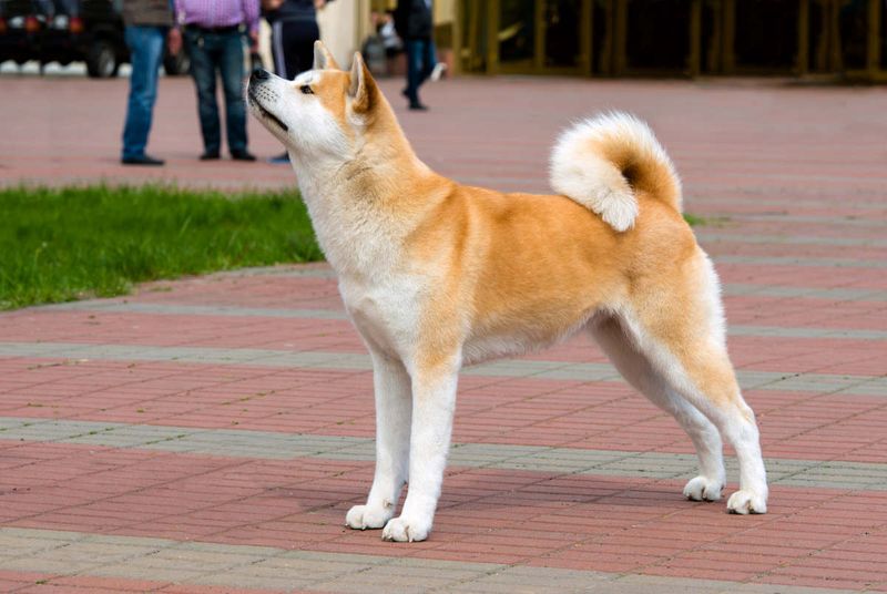 Trainability and Intelligence