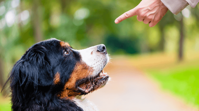Understanding Human Commands