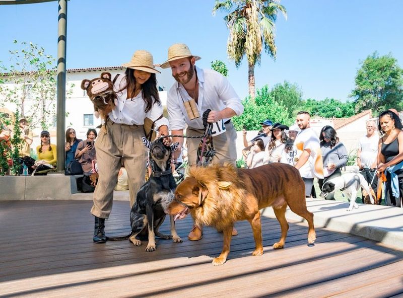 Participate in Dog-Friendly Events