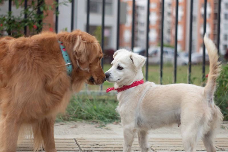 Socialize Your Dog