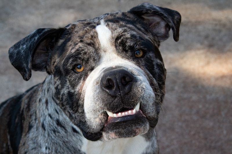 Alapaha Blue Blood Bulldog