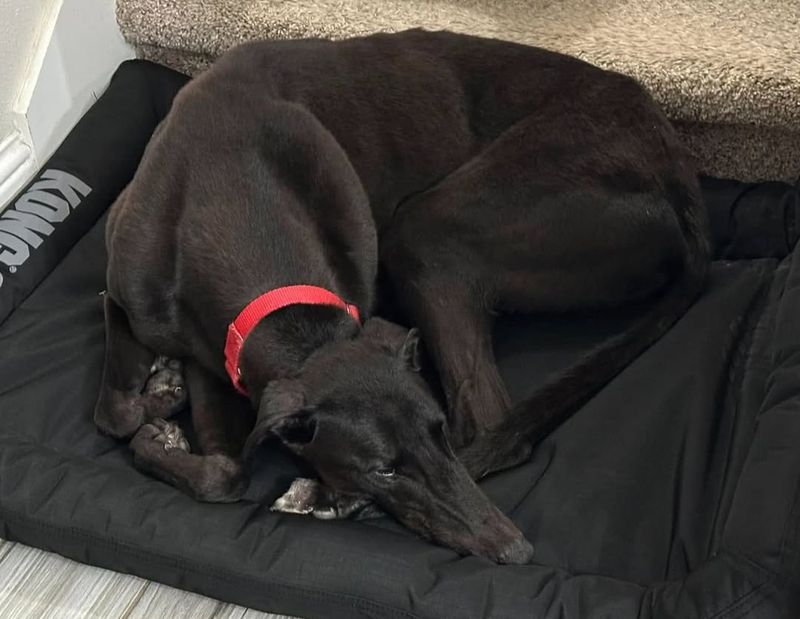 Greyhound