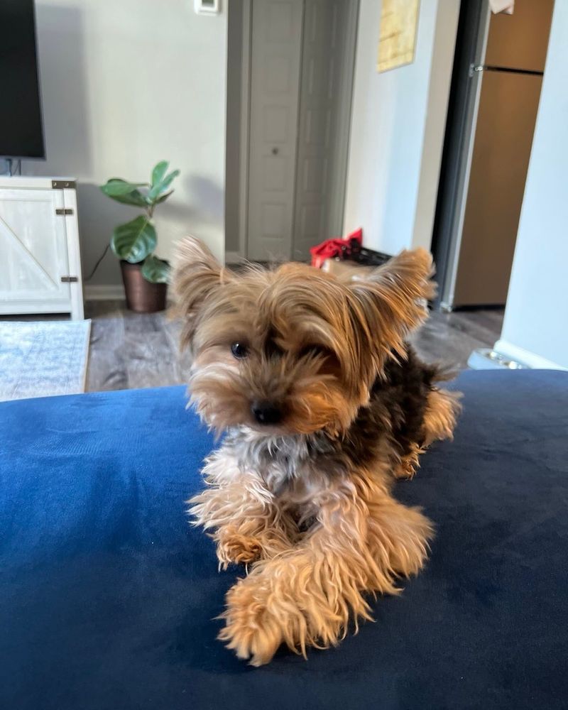 Yorkshire Terrier