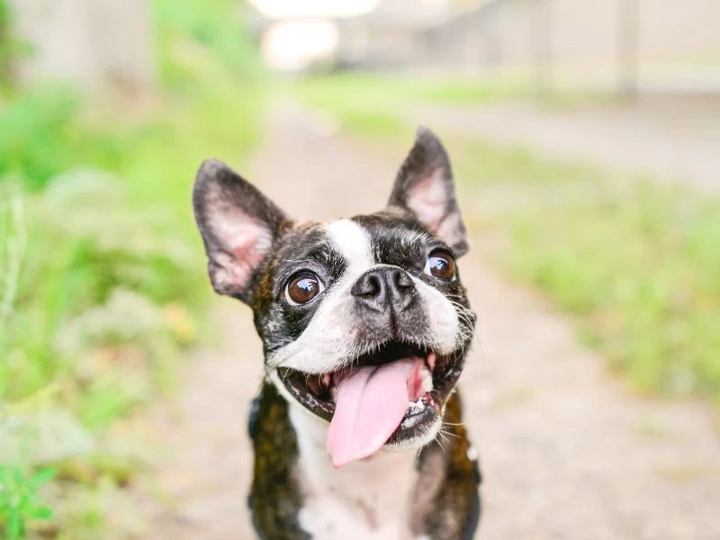 Boston Terrier