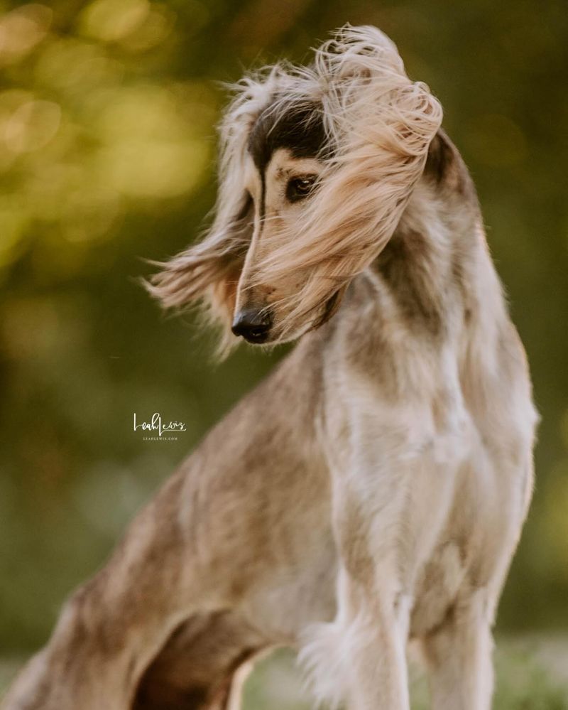 Saluki