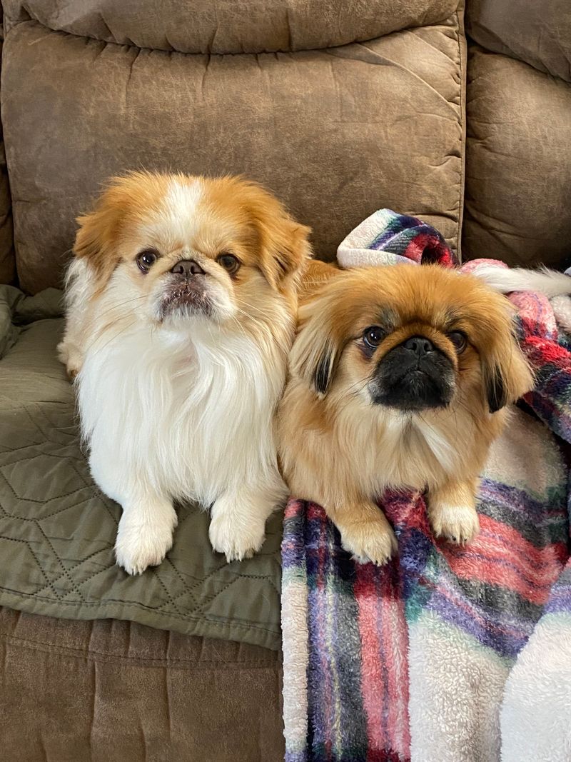 Pekingese