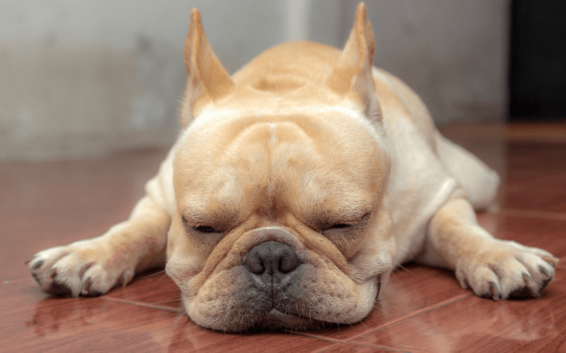 French Bulldog
