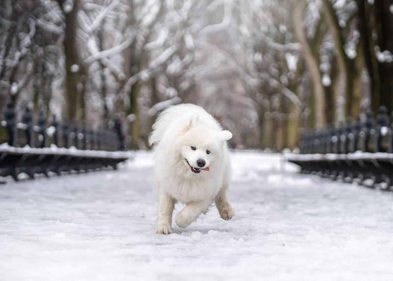 Samoyed
