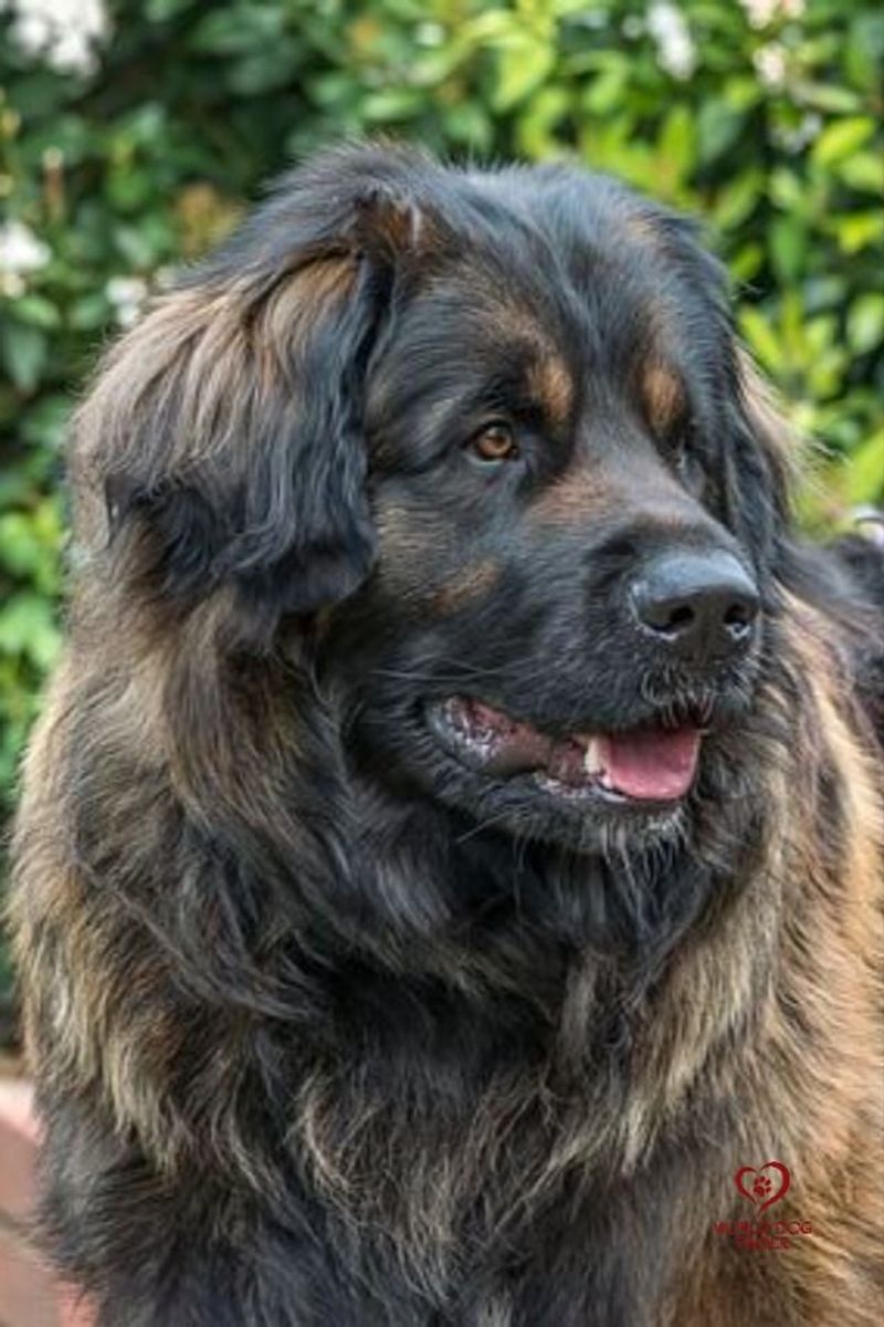 Leonberger