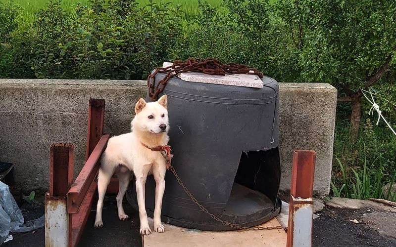 Jindo