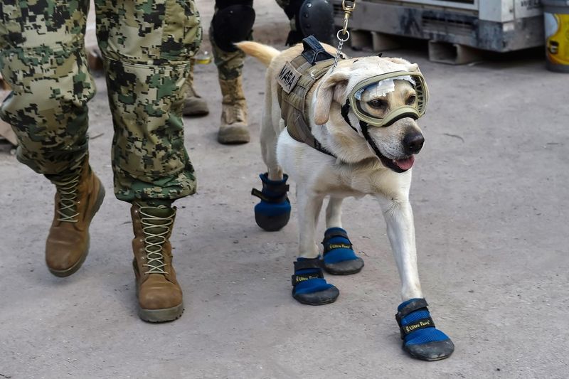 Search and Rescue Dogs