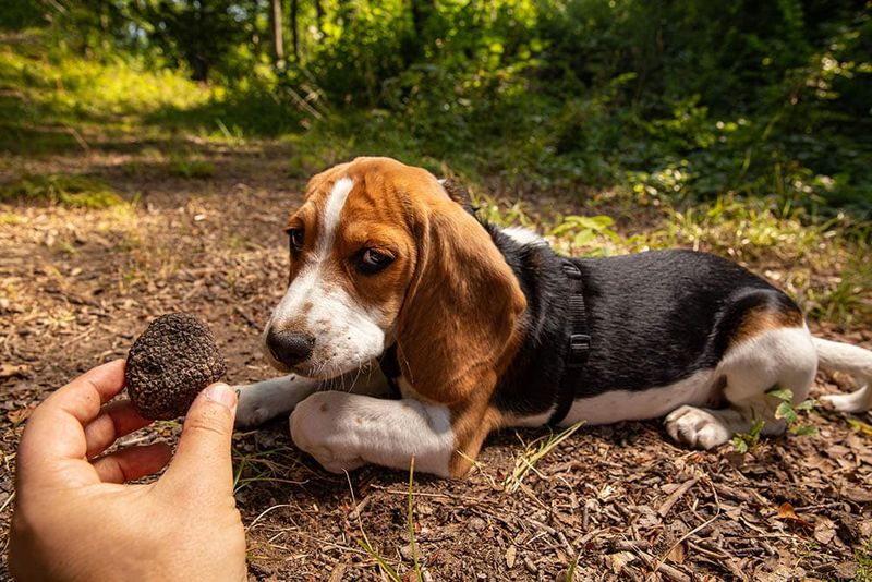 Truffles