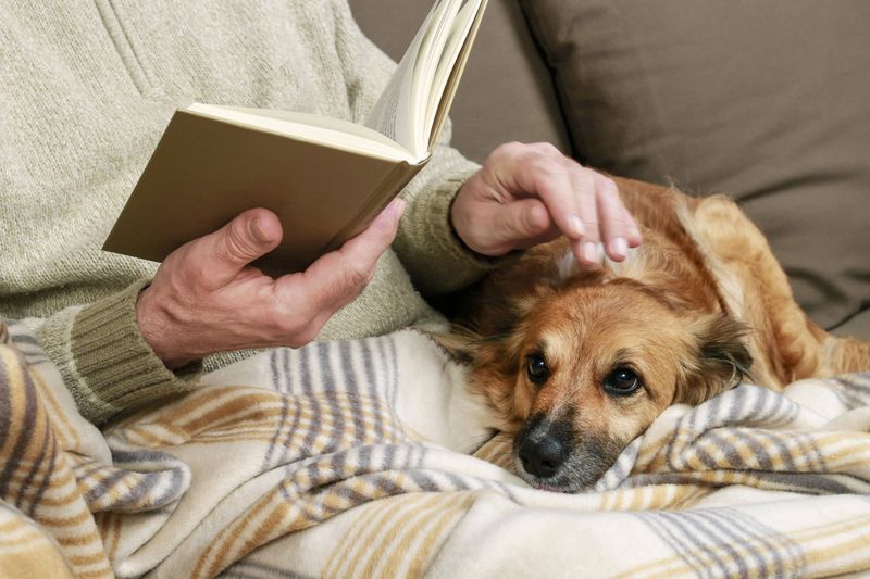 Gentle Soul Soothers