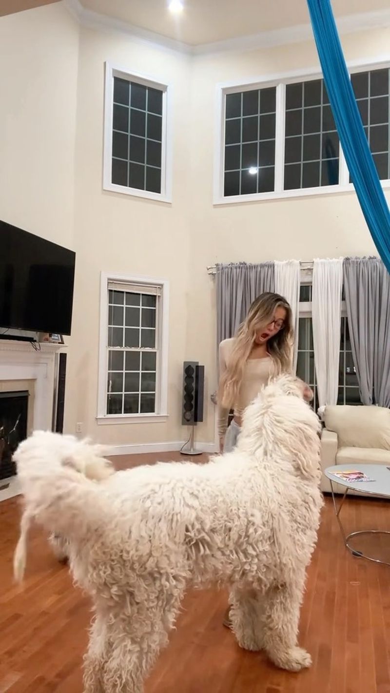Komondor