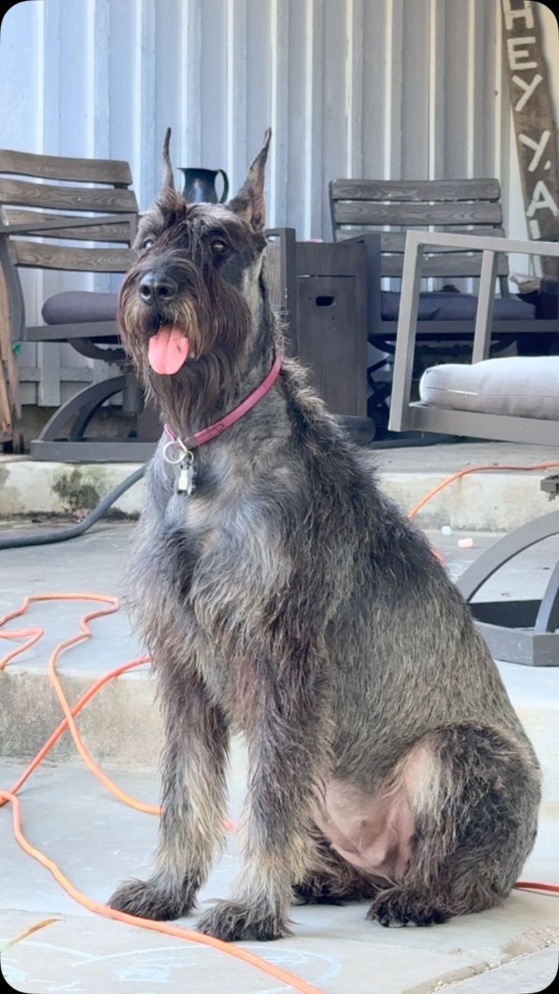 Giant Schnauzer