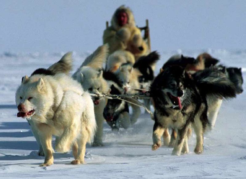 Canadian Eskimo Dog