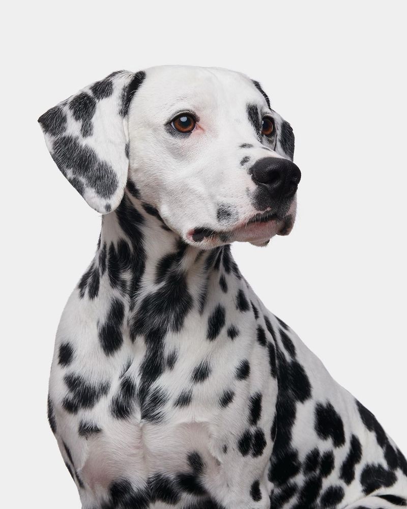 Dalmatian