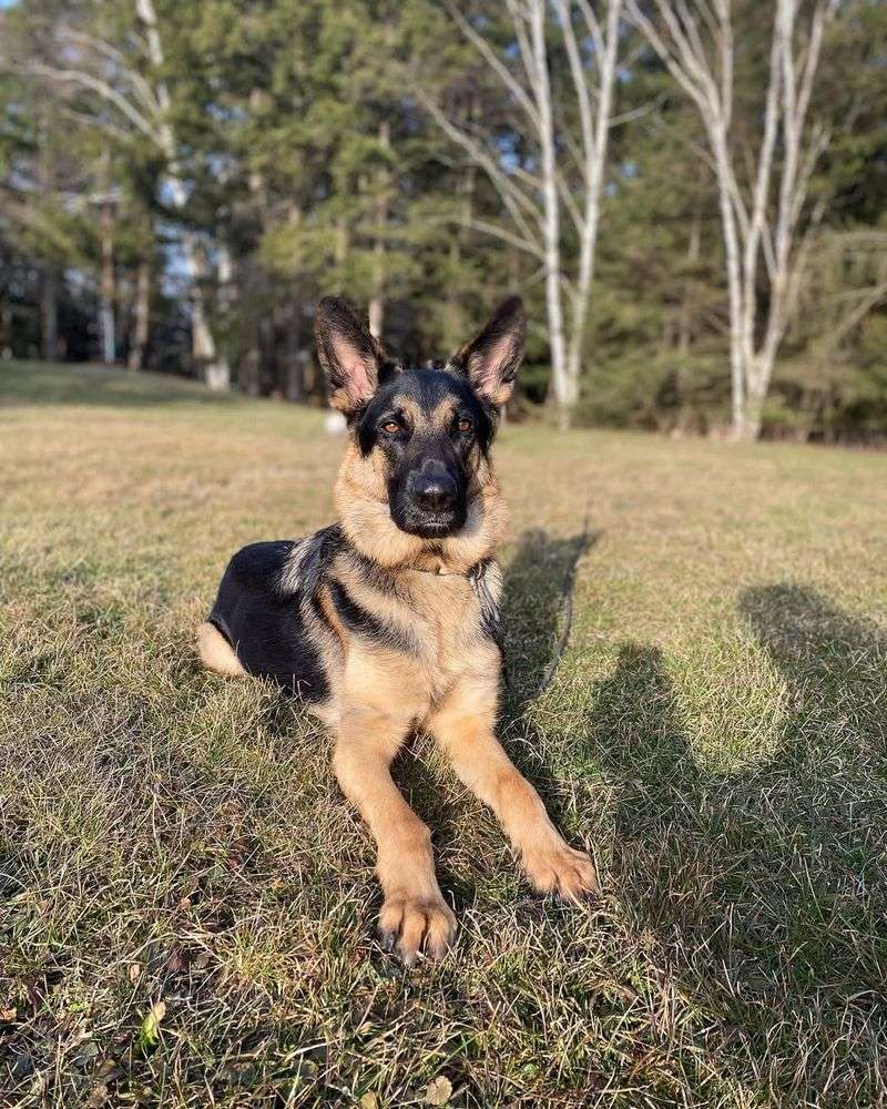 German Shepherd